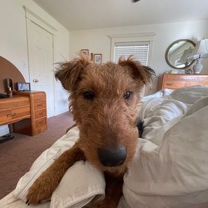 Meet your Posher, Dylan